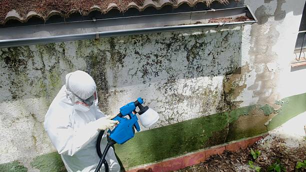 Trusted Attic Mold Removal service in Oviedo, FL - Cheap Mold Removal